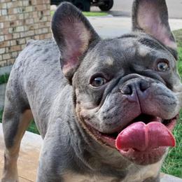 French Bulldogs from HarlingenFrenchies956