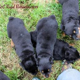Rottweiler Puppies from C&C Royal Rottweilers
