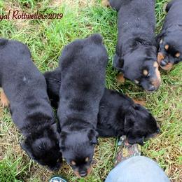 Rottweiler Puppies from C&C Royal Rottweilers
