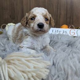 Poodle Puppies from Celestial Jewels Poodles