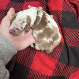 Marshmallow (Marsha) - Piebald female Dachshund puppy in Indian Trail, North Carolina from Hilda’s Teenie Weenies