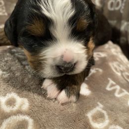 Girl 2 - Tri-color Bernese Mountain Dog puppy in Nixa, Missouri from Mountain Dog Kennel