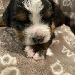Girl 2 - Tri-color Bernese Mountain Dog puppy in Nixa, Missouri from Mountain Dog Kennel