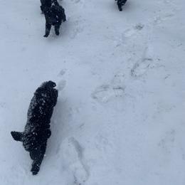 Poodle Puppies from D and D Standard Poodles