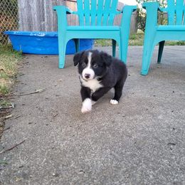 Chewbacca - Black male Border Collie puppy in Montesano, Washington from Misty Mountain Border Collies