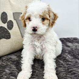 Chili - Red male Bernedoodle puppy in Granton, Wisconsin from Rose River Farms