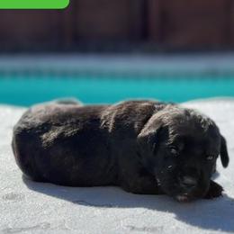 Cane Corso from Rico's Cane Corso