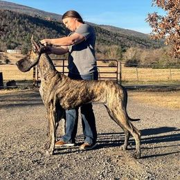 Lira - Great Dane