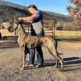 Lira - Great Dane