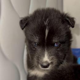 Deisel - Sable and white male Siberian Husky puppy in Richland, Mississippi from Feazell’s Siberian Huskies