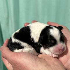 Oaken - male Australian Mountain Doodle puppy in Jerome, Idaho from Tolman Acres
