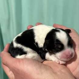 Oaken - male Australian Mountain Doodle puppy in Jerome, Idaho from Tolman Acres
