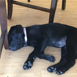 Labrador Retriever Puppies from Willow Kane Farm