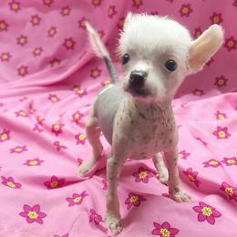 Mei Li - Pink and slate female Chinese Crested puppy in Henderson, Kentucky from Western Kentucky Chihuahua’s and Chinese Crested’s