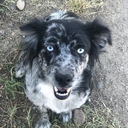 Pickles - Miniature Australian Shepherd