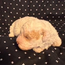 Knox - White male Maltipoo puppy in Greenfield, Iowa from Sugar Plum Puppies