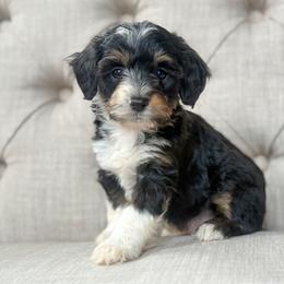 BMW❤️ - Black tri-color male Aussiedoodle puppy in Granbury, Texas from Triple Cross Doodles
