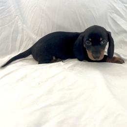 Mich - Black and tan male Dachshund puppy in Silver Springs, Florida from DeMarsh's Dachshunds