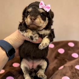 Poodle Puppies from KC Poodles of PA