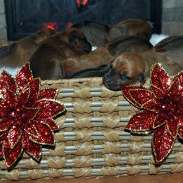 Rhodesian Ridgeback puppies from Chioke Rhodesians