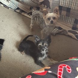 Toy Australian Shepherd and Yorkshire Terrier All Grown Up from CountryHart Kennels