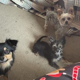 Toy Australian Shepherd and Yorkshire Terrier All Grown Up from CountryHart Kennels