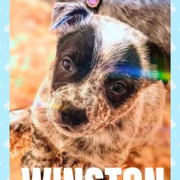 Winston - Blue mottled male Australian Cattle Dog puppy in Fife Lake, Michigan from Kurczak Farm LLC