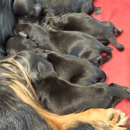 Solid black girl - Black female Dachshund puppy in Steele, Alabama from Taylored Dachshunds