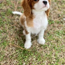 Cavalier King Charles Spaniel, Cavapoo, and Pembroke Welsh Corgi Puppies from Griffins Puppies