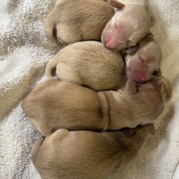 Dachshund puppies from English Cream Dachshunds