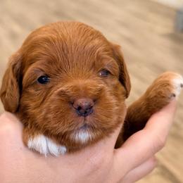 Hot pink - Red  female Goldendoodle puppy in Mesa, Arizona from Tails and Trails Doodles
