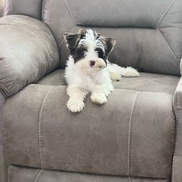 Sadie - Yorkshire Terrier