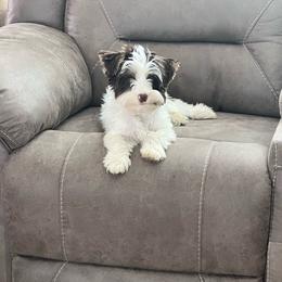 Sadie - Yorkshire Terrier