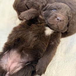 Dora - Brown female Newfoundland puppy in Brandenburg, Kentucky from Bluegrass River Newfoundlands