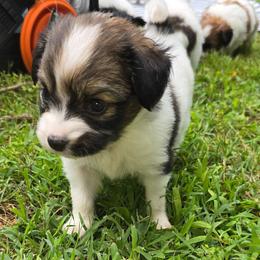 LAVENDER - Red white and sable female Papillon puppy in Hollister, Missouri from Swan Creek Kennel