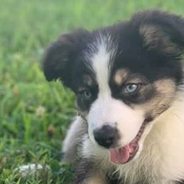 Assorted Doodle Crosses, Australian Shepherds, and Miniature Australian Shepherds from True Heart Aussies