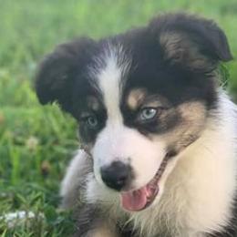 Assorted Doodle Crosses, Australian Shepherds, and Miniature Australian Shepherds from True Heart Aussies