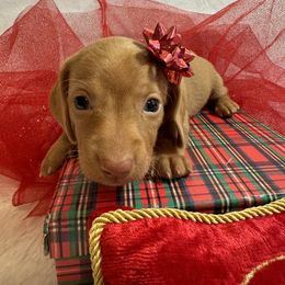 PETUNIA - Red female Dachshund puppy in Polo, Missouri from Blue Tails Farm