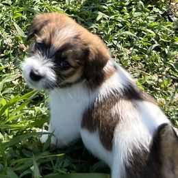 Hank Williams - White and tan male Russell Terrier puppy in London, Kentucky from Norvell Kennels