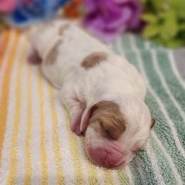 Splash - Lemon and white male Basset Hound puppy in Floyd, Arkansas from Twin Creek Acres
