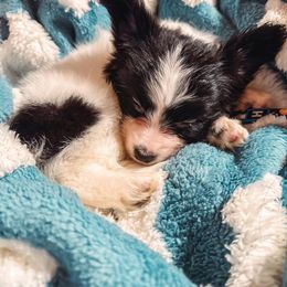 Papillon Puppies from Butterfly Ridge