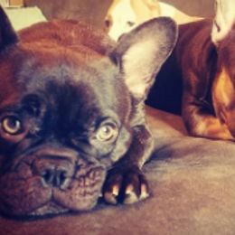French Bulldogs from SouthernLuxe French Bulldogs