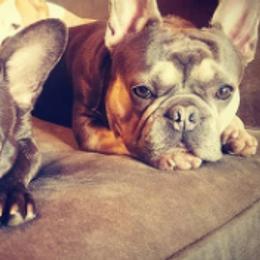 French Bulldogs from SouthernLuxe French Bulldogs