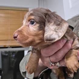 Fancy's chocolate and tan dapple longhair boy - Chocolate and tan male Dachshund puppy in Declo, Idaho from Dozendachs