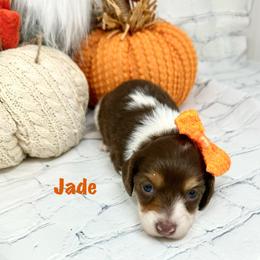 Jade - Piebald female Dachshund puppy in Smithville, Oklahoma from Bristy’s Pampered Pups