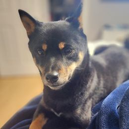 Kona - Shiba Inu