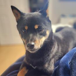 Kona - Shiba Inu