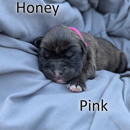 Honey - Pink - Brindle female Boxer puppy in Sherrill, Iowa from Balltown Boxers