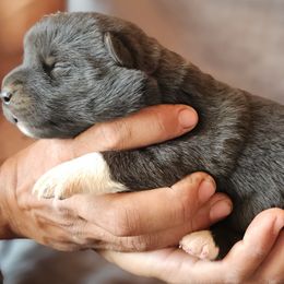Akita, American Corgis, Cardigan Welsh Corgis, and Great Pyrenees from WeVolution Off-Grid