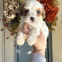 Corduroy🐻 - Blenheim male Cavapoo puppy in Granbury, Texas from Triple Cross Doodles